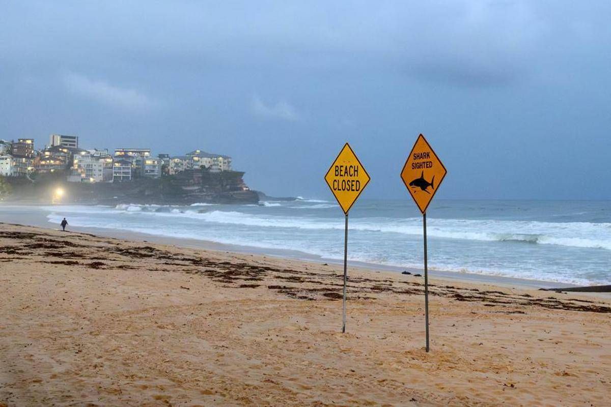 Australia, uomo muore dopo attacco di squalo al largo di Perth