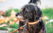 avere un cane protegge il cuore e allunga la vita il maxi studio 2