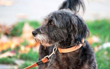 Avere un cane protegge il cuore e allunga la vita il maxi studio 364x230