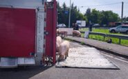camion si ribalta nel reggiano maiali in fuga sulla via emilia 2
