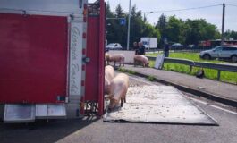 Camion si ribalta nel reggiano maiali in fuga sulla via Emilia 265x160