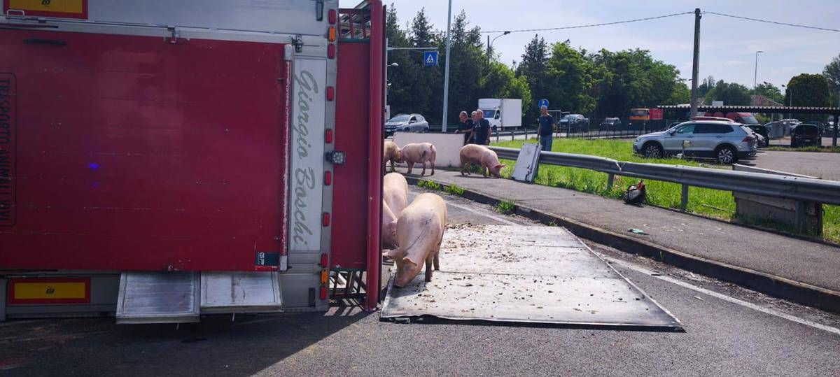 Camion si ribalta nel reggiano, maiali in fuga sulla via Emilia