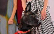 cannes il cane yuri vince la palm dog e la star del film la perra 2