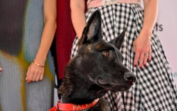 Cannes il cane Yuri vince la Palm Dog e la star del film La Perra 364x230