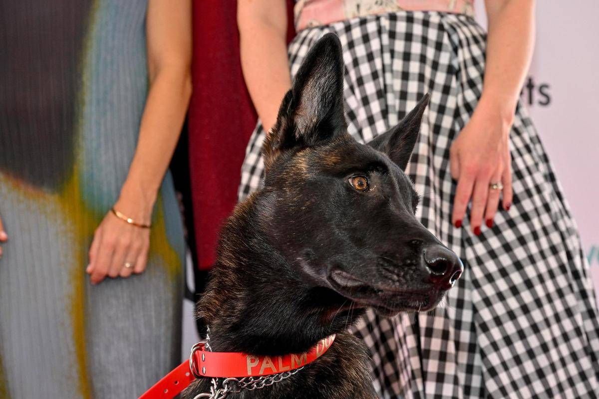 Cannes, il cane Yuri vince la Palm Dog: è la star del film 'La Perra'