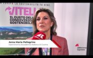 carne vitello pellegrino e tradizione ma al contempo consumo intelligente 2