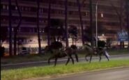 cavalli in fuga a roma 4 vigili urbani fuori dalla parate del 2 giugno 2