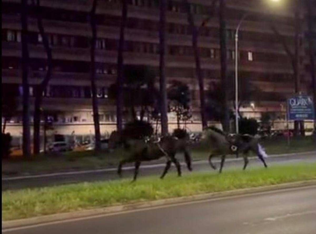 Cavalli in fuga a Roma 4 vigili urbani fuori dalla parate del 2 giugno