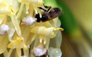 clima infrastrutture verdi per la tutela degli impollinatori 2