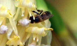 Clima infrastrutture verdi per la tutela degli impollinatori ﻿ 265x160