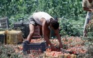 crisi nei campi lavoratori agricoli sempre piu anziani e 1 su 2 e straniero 2