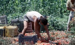 Crisi nei campi lavoratori agricoli sempre piu anziani e 1 su 2 e straniero 265x160