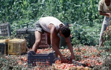 Crisi nei campi lavoratori agricoli sempre piu anziani e 1 su 2 e straniero 364x230