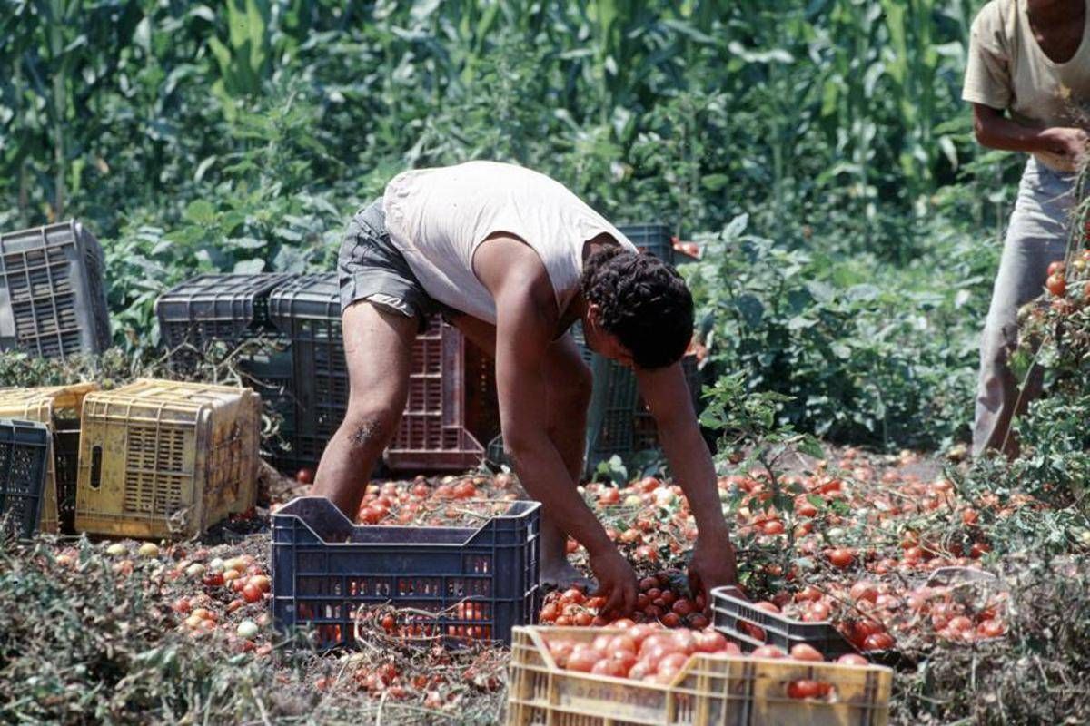 Crisi nei campi, lavoratori agricoli sempre più anziani e 1 su 2 è straniero