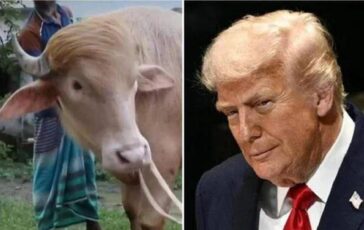 Donald Trump graziato il bufalo superstar non verra ucciso 364x230
