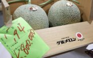 due meloni venduti a 31mila euro lasta choc in giappone per i frutti doro 2