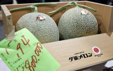 Due meloni venduti a 31mila euro lasta choc in Giappone per i frutti doro 364x230