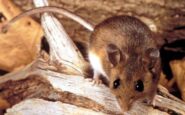 hantavirus cosa sappiamo 2