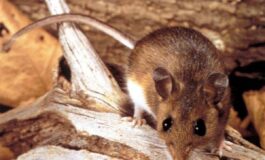 Hantavirus cosa sappiamo 265x160