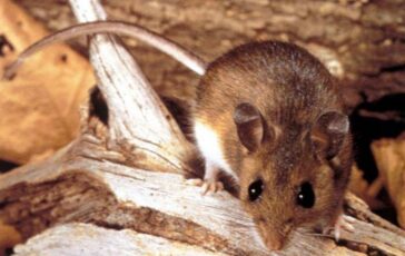 Hantavirus cosa sappiamo 364x230