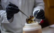 hantavirus topi come serbatoio dobbiamo temere i ratti in citta 2