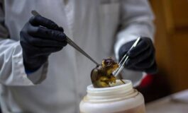 Hantavirus topi come serbatoio dobbiamo temere i ratti in citta 265x160