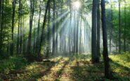 il clima cambia le foreste lo scenario al 2100 2