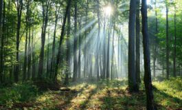 Il clima cambia le foreste lo scenario al 2100 265x160