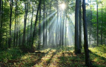 Il clima cambia le foreste lo scenario al 2100 364x230