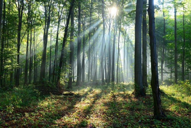 Il clima cambia le foreste lo scenario al 2100 768x515