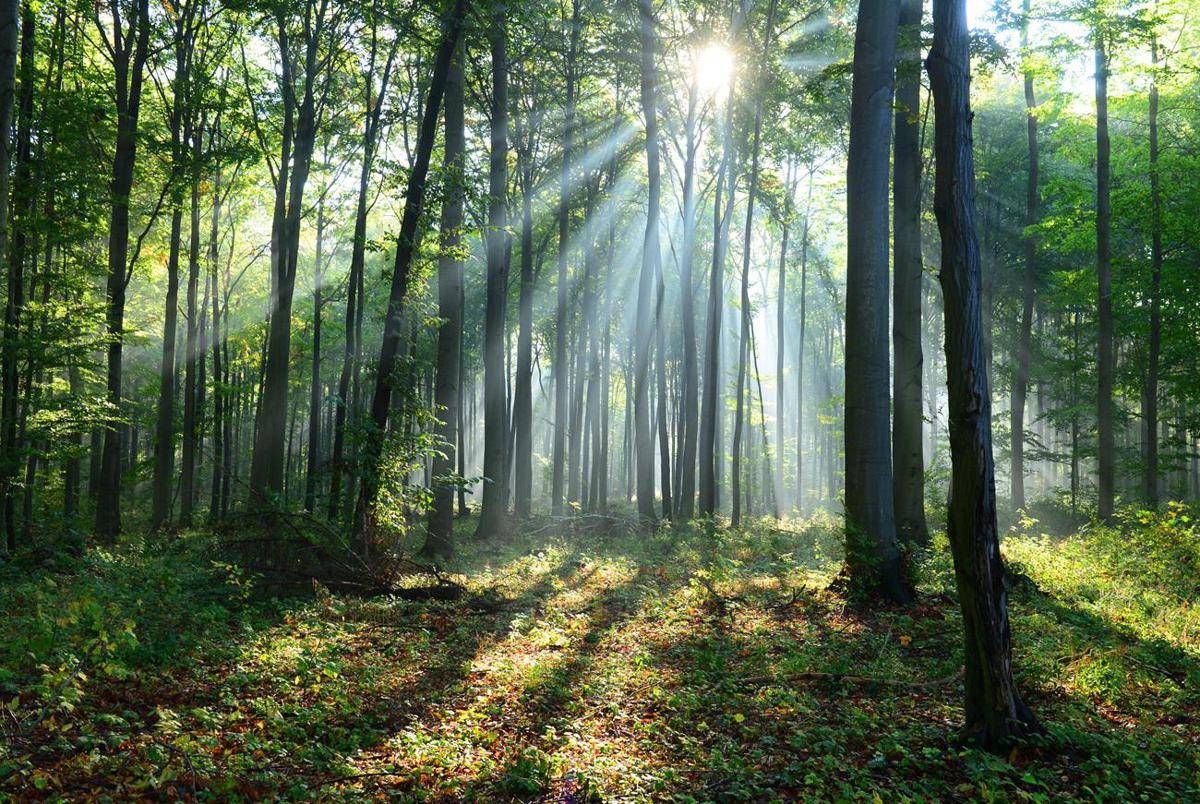 Il clima cambia le foreste, lo scenario al 2100