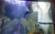 il mare in laboratorio un ecosistema in miniatura per produrre plancton 2