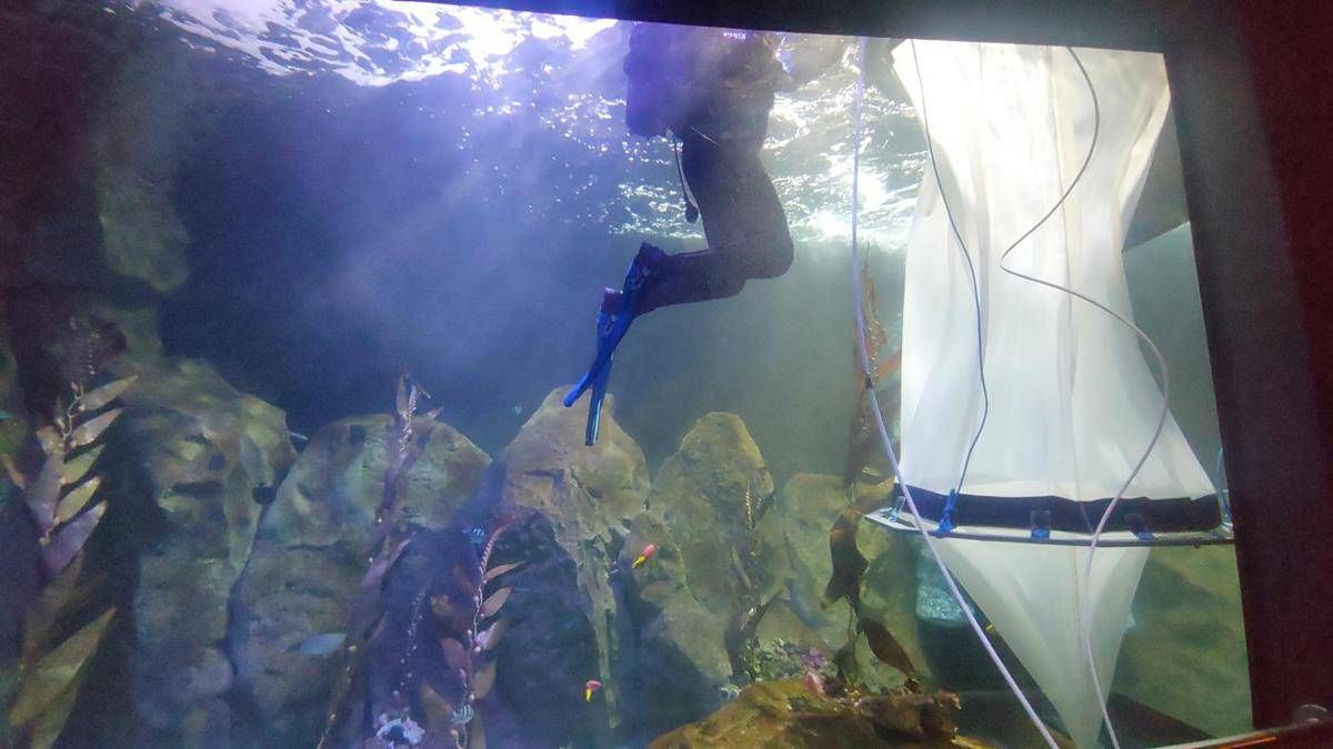 Il mare in laboratorio, un ecosistema in miniatura per produrre plancton