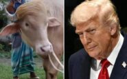 il sosia di trump e un bufalo e verra ucciso presto 2
