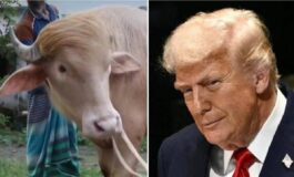 Il sosia di Trump e un bufalo. E verra ucciso presto 265x160