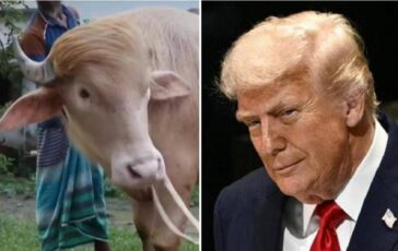 Il sosia di Trump e un bufalo. E verra ucciso presto 364x230