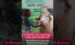 Il sosia di Trump in Bangladesh un bufalo albino capellone 265x160