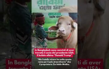 il sosia di trump in bangladesh un bufalo albino capellone 2