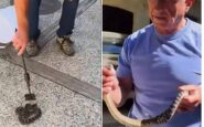 kennedy ancora a caccia di serpenti stavolta non viene morso 2