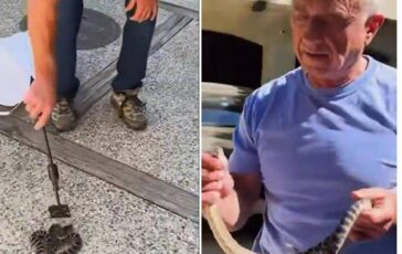 Kennedy ancora a caccia di serpenti stavolta non viene morso 364x230