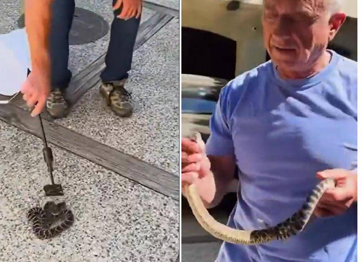 Kennedy ancora a caccia di serpenti, stavolta non viene morso