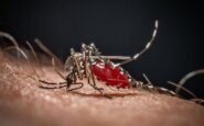 lo strano effetto boomerang dei repellenti forse le zanzare stanno imparando ad amarli 2