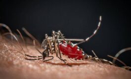 Lo strano effetto boomerang dei repellenti forse le zanzare stanno imparando ad amarli 265x160