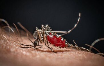 lo strano effetto boomerang dei repellenti forse le zanzare stanno imparando ad amarli 2