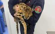 milano trovato e catturato un gattopardo africano nel parco di garbagnate 2