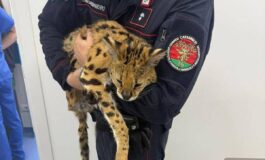 Milano trovato e catturato un gattopardo africano nel parco di Garbagnate 265x160