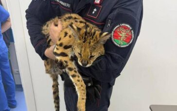 Milano trovato e catturato un gattopardo africano nel parco di Garbagnate 364x230