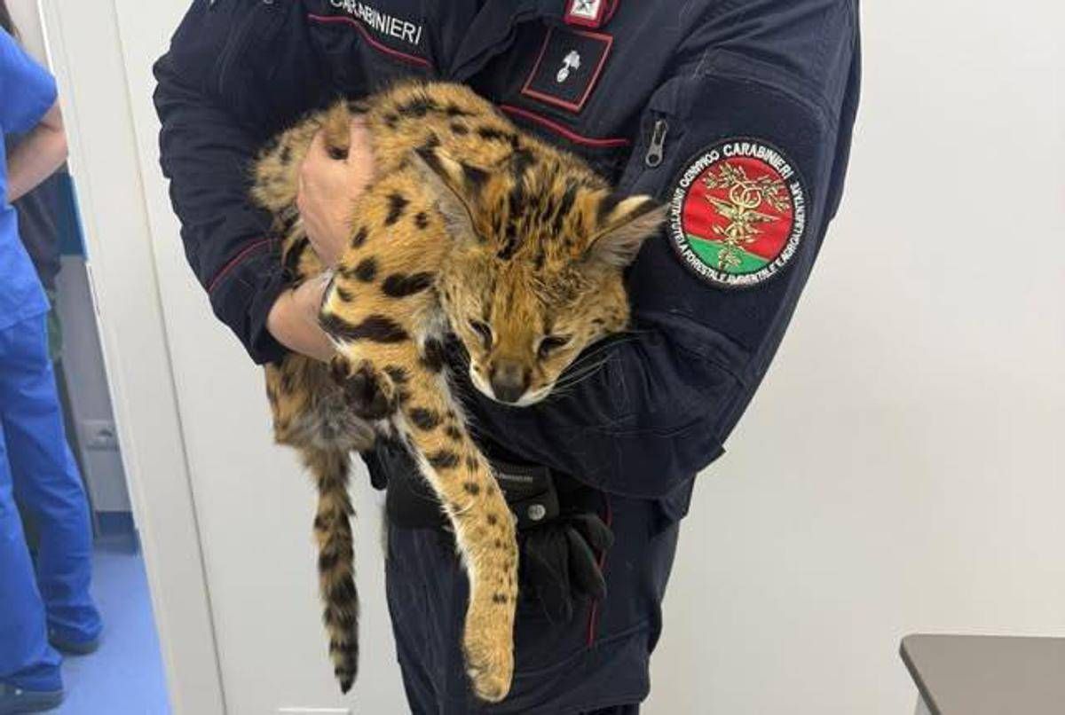 Milano, trovato e catturato un gattopardo africano nel parco di Garbagnate