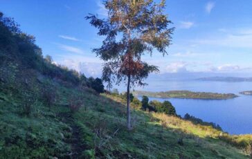 mundys neya lancia in cile nuovo progetto riforestazione di 170 ettari 2