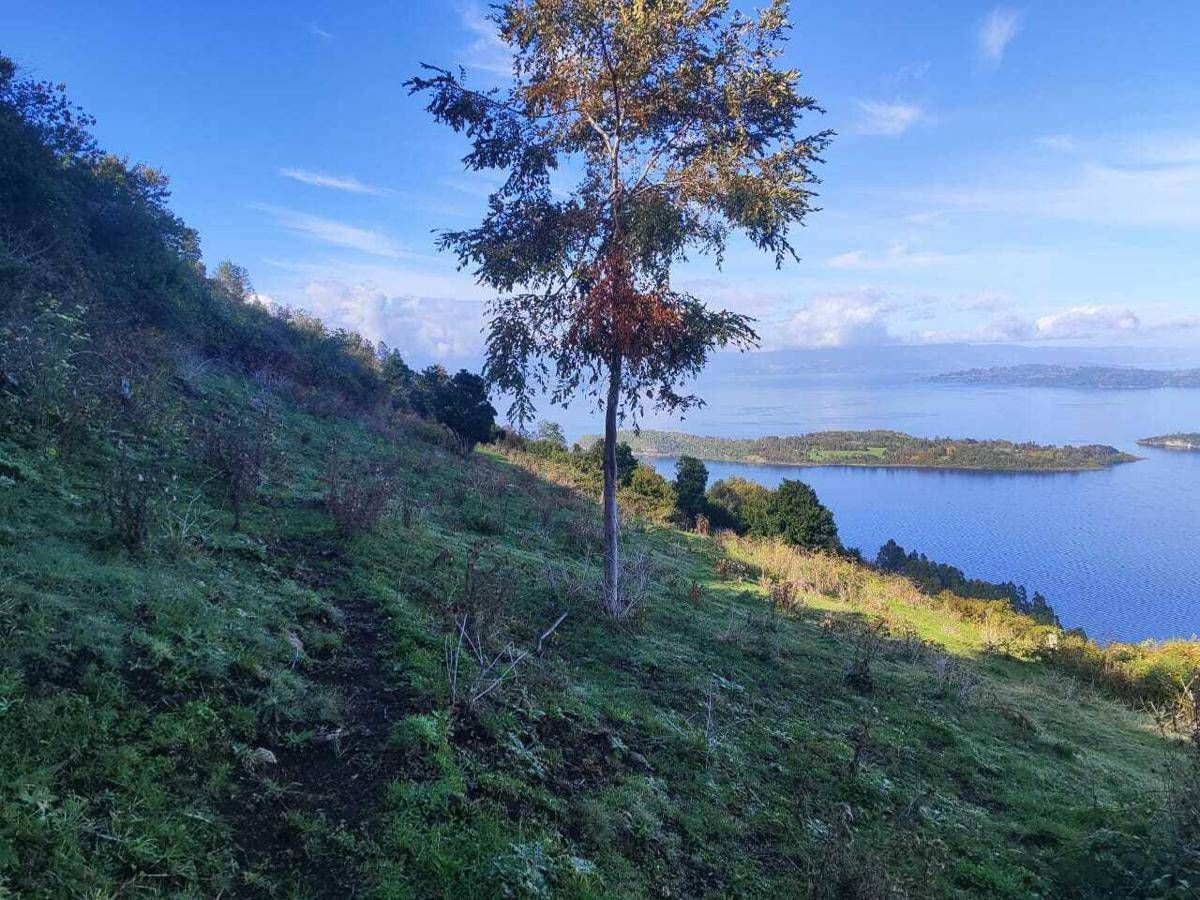 Mundys, Neya lancia in Cile nuovo progetto riforestazione di 170 ettari